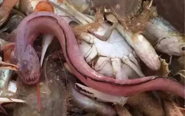 须鳗虾虎鱼是什么鱼?