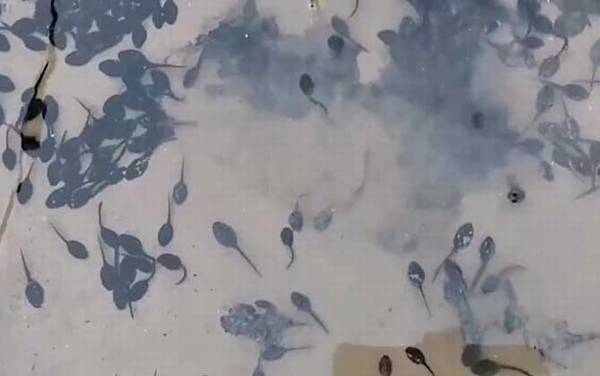 小蝌蚪吃什么食物?