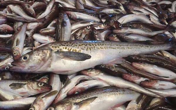 鳕鱼产地是哪里?