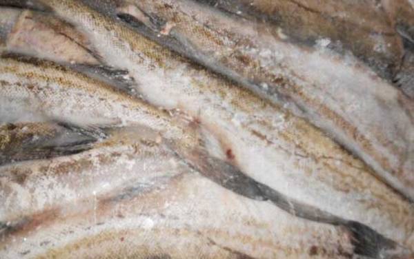 鳕鱼产地是哪里?