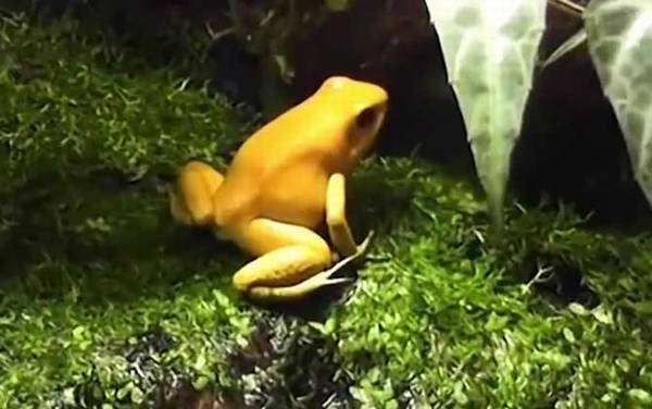 黄金箭毒蛙是什么蛙?