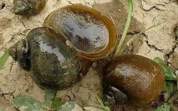 黄金螺是什么螺?