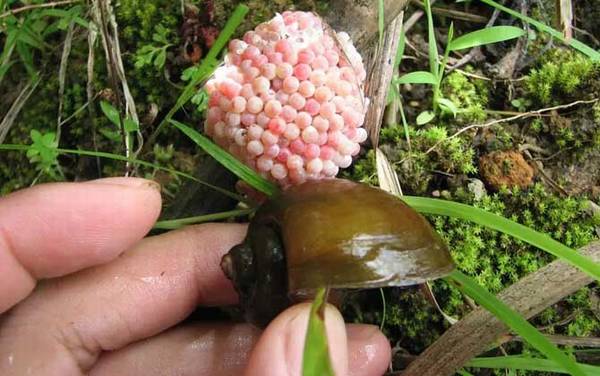 黄金螺是什么螺?