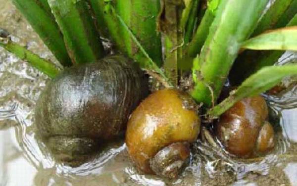 黄金螺是什么螺?