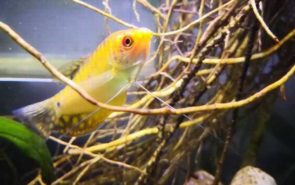 黄曼龙是什么鱼?