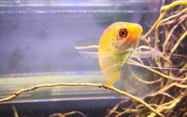 黄曼龙是什么鱼?