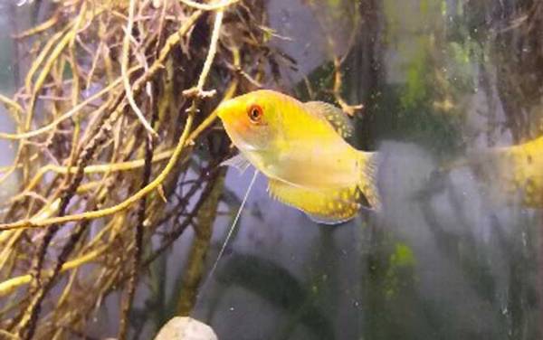 黄曼龙是什么鱼?