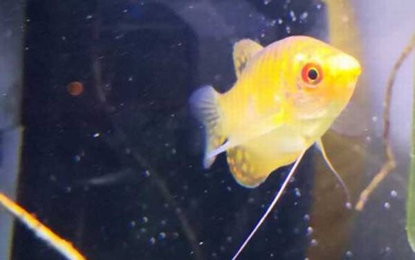 黄曼龙是什么鱼?