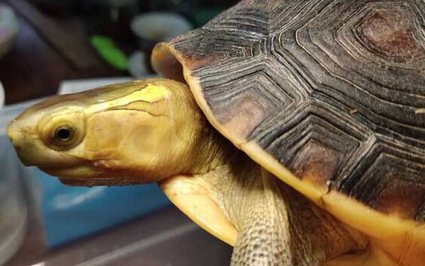 黄缘闭壳龟是什么龟?