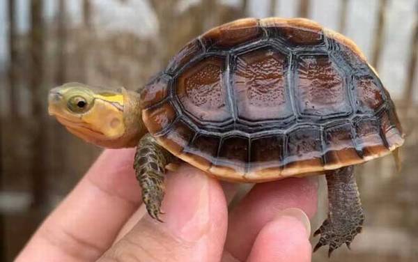 黄缘闭壳龟是什么龟?