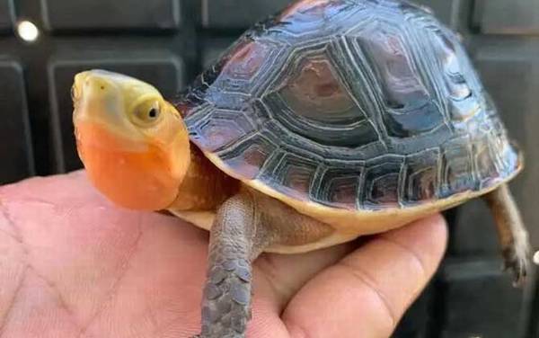 黄缘闭壳龟是什么龟?