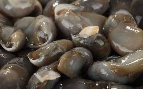 黄泥螺是什么螺?