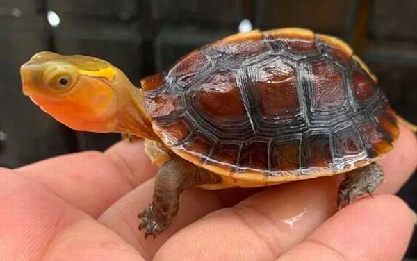 黄缘闭壳龟是什么龟?