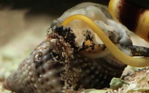 鸡心螺是什么螺?