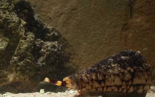 鸡心螺是什么螺?