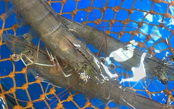 基围虾是什么虾?