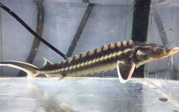 尖吻鲟是什么动物?