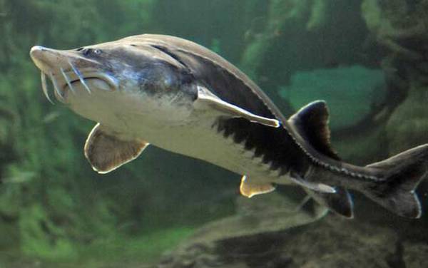 尖吻鲟是什么动物?