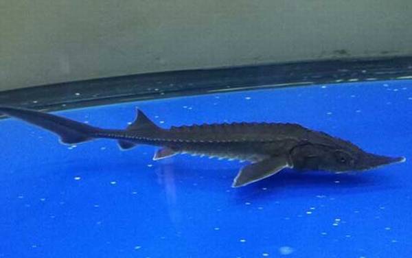 尖吻鲟是什么动物?