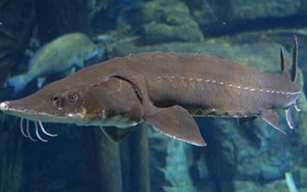 尖吻鲟是什么动物?