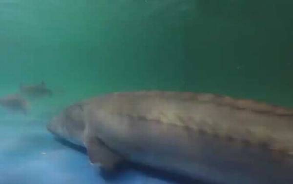 中华鲟哪个部位有毒?