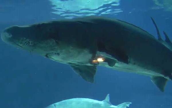 中华鲟是什么动物?