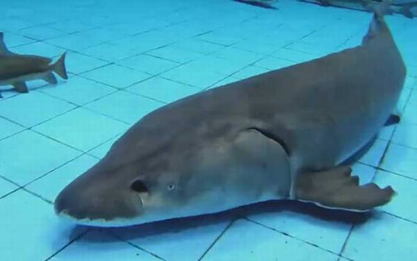 中华鲟是什么动物?