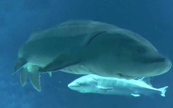 中华鲟是什么动物?