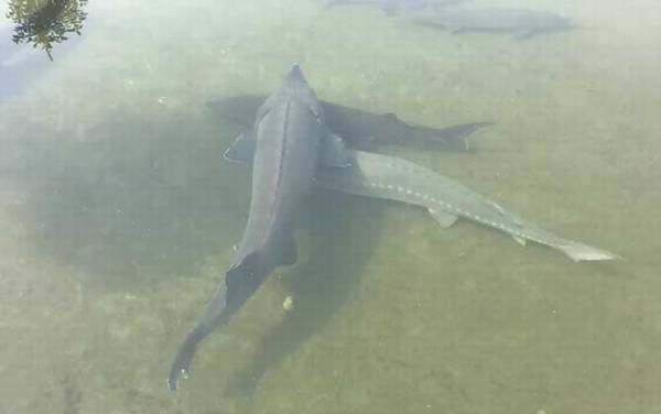 中华鲟价格多少钱一斤?