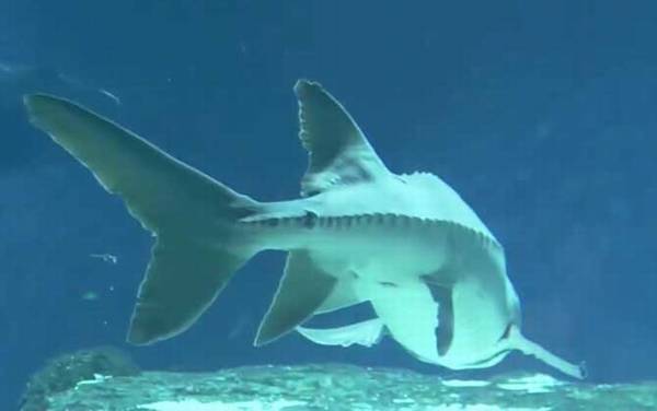 中华鲟价格多少钱一斤?