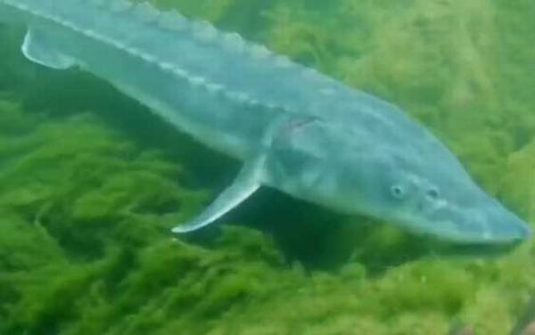 中华鲟哪个部位有毒?