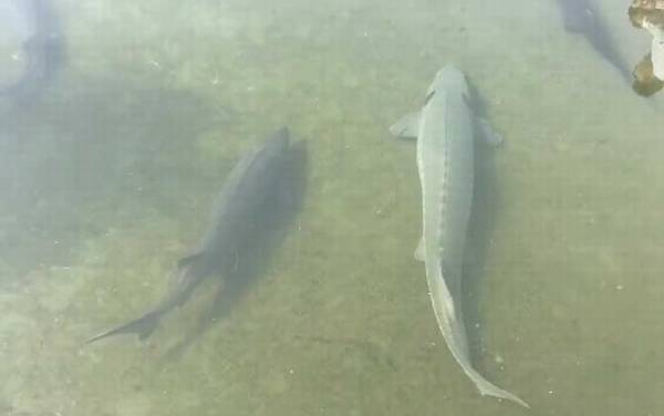 中华鲟哪个部位有毒?