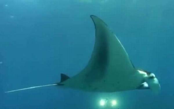 最大的鱼是什么鱼?