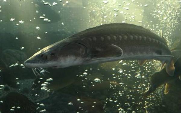 最大的鱼是什么鱼?