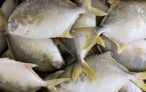 金鲳鱼价格多少钱一斤?