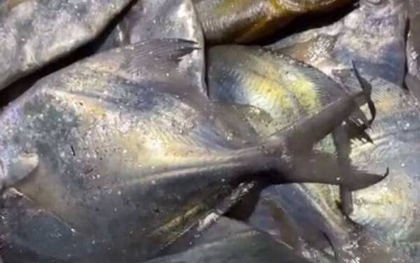 鲳鱼价格多少钱一斤?