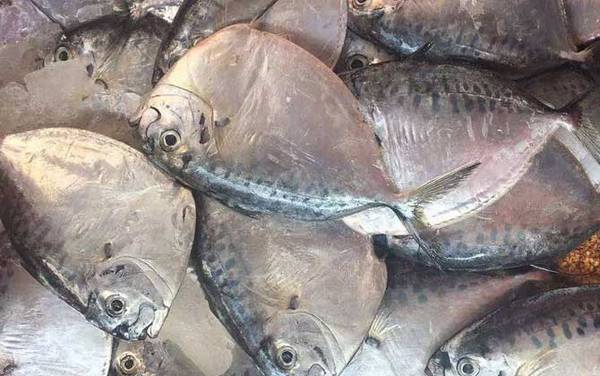 鲳鱼价格多少钱一斤?