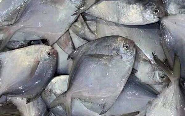 鲳鱼价格多少钱一斤?