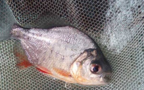 红鲳鱼价格多少钱一斤?