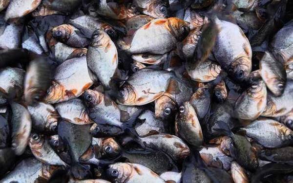 淡水白鲳吃什么食物?