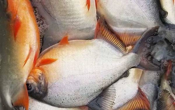 淡水白鲳吃什么食物?