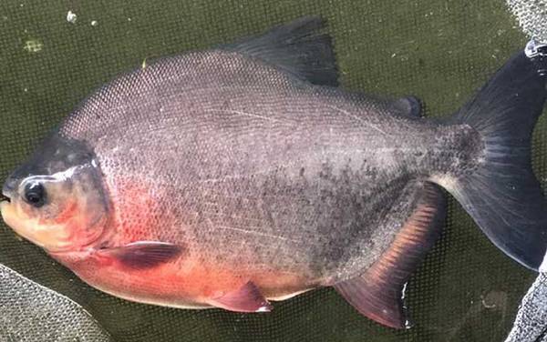淡水白鲳能吃吗?