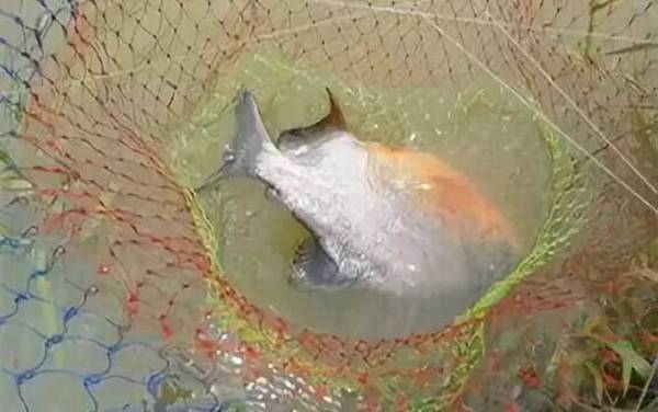 淡水白鲳能吃吗?