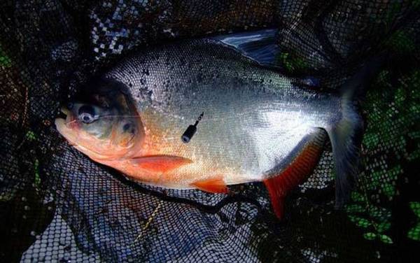 淡水白鲳能吃吗?