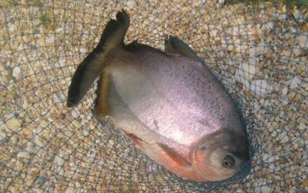 淡水白鲳能吃吗?