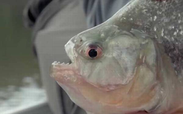 食人鲳是什么鱼?