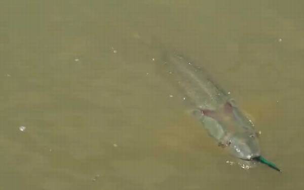 鳡鱼价格多少钱一斤?