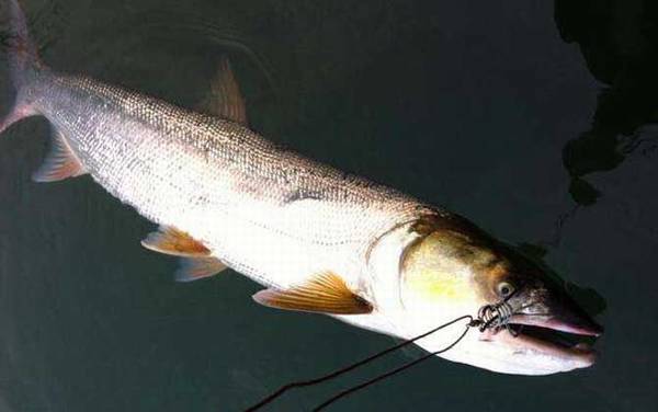 鳡鱼和狗鱼有什么区别?