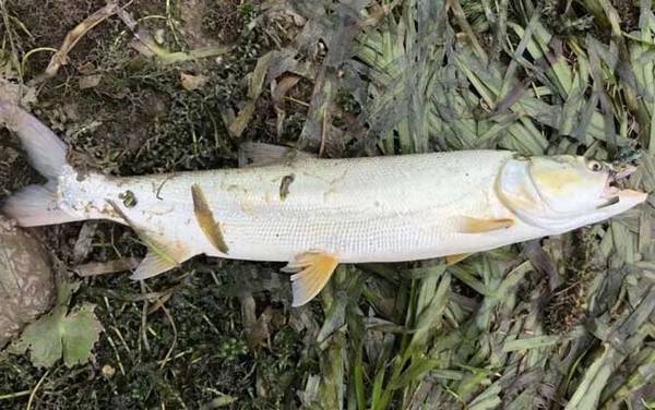 鳡鱼和狗鱼有什么区别?