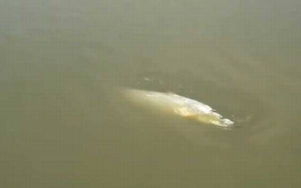 为什么鳡鱼能灭一湖鱼?